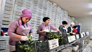 Savaşan ülkelere durma noktasına gelen tarım ürünleri ihracatı yeniden başladı