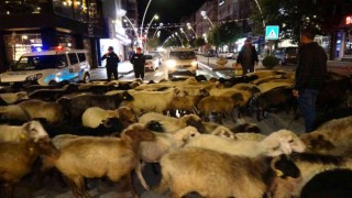 Şehir merkezinden koyun sürüsü geçti, trafik durdu