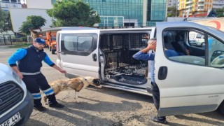 Sel mağduru sahipsiz canlar yeni yuvalarına kavuşuyor