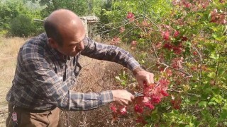 Şifa deposu Gilaburu hasadı başladı