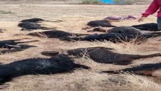 Siirtte mağara çöktü, 17 hayvan telef oldu
