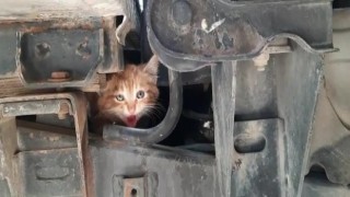 Sıkıştığı kamyonette kurtarılmasını sağladığı kediyi sahiplendi