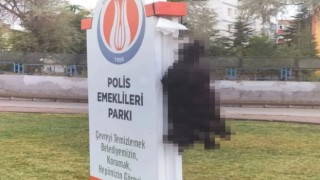 Sincanda ölü bulunan kedilerin zehirlendiği iddia edildi
