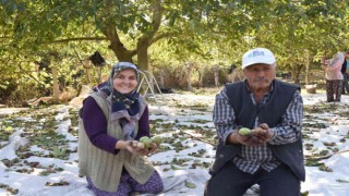 Sındırgıda ceviz hasadı başladı...Rekolte iki katına çıktı