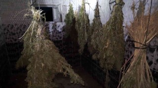 Sinopta kurutulmaya bırakılmış 13 kilo esrar ele geçirildi