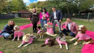 Sinsi hastalıkta köpekler iş başında