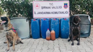 Şırnakta kaçakçılık ve asayiş operasyonu: 65 gözaltı