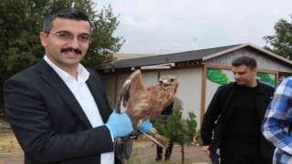 Şırnakta tedavisi tamamlanan kumru, kartal ve kızıl şahin doğaya bırakıldı