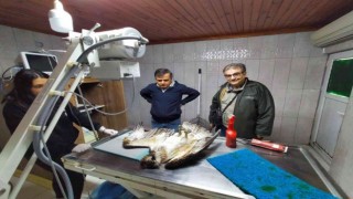 Suya dalabilen tek yırtıcı kuşu denizi olmayan Bilecikte avcılar vurdu