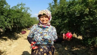 Tarlada çalışan 64 yaşındaki Zehra Teyze, gençlere taş çıkartıyor