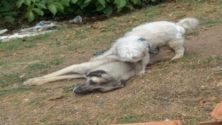 Tavşanlıda 2 köpek, 1 tilki ve 1 kirpinin ölümü inceleniyor