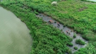 Tayvanda sokak köpekleri sorununa dronlu çözüm