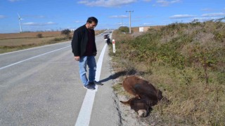 Tekirdağ yürek burkan görüntü: Arabanın çarptığı eşek ölüme terk edildi