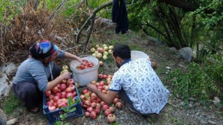 Tescilli Kuytucak narında hasat başladı