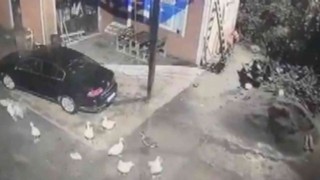 Tilkinin biri kaz çaldı diğeri gözcülük yaptı