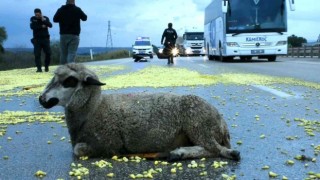 Tır şoförünün dikkati faciayı önledi