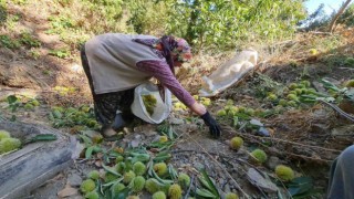 Tirede kestane hasadı başladı