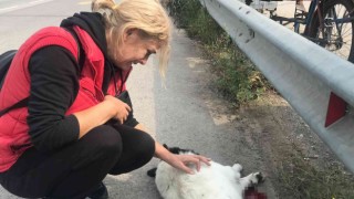 Tırın ezdiği köpek telef oldu, mahalle sakinleri gözyaşlarını tutamadı