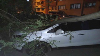 Trabzonda şiddetli rüzgar etkili oldu