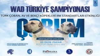 Türk çoban köpeği ırkları Çorumda podyuma çıkacak