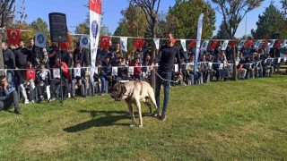 Türk çoban köpekleri podyuma çıktı