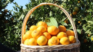Türkiye, mandalina ihracatında 650 milyon dolar hedefliyor