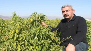 Türkiyede ilk kez Bursada denendi, işçi maliyetleri yüzde 90 düştü