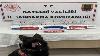 Tütün tespit köpeği Yolcu, sigara kaçakçılarını engelledi