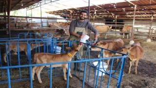 Üniversiteden mezun olup döndüğü köyünde süt çiftliği kurdu