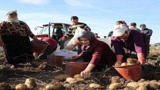 Vali Yiğitbaşı: “Patates üretiminde Türkiyede üçüncü sıradayız”