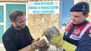 Vanda bulunan Mısır akbabası tedavi altına alındı