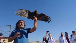 Vanda tedavileri tamamlanan 300 yabanî hayvan doğaya bırakıldı