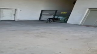Vicdansız hırsız köpeğe şiddet uyguladı: O anlar kamerada
