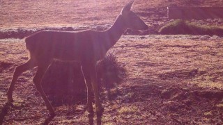 Yaban hayatı fotokapanla görüntülendi