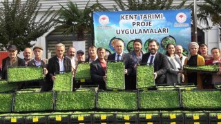 Yalovada 35 çiftçiye 500 bin adet kıvırcık fidesi dağıtıldı