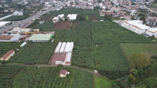 Yalovada kivi üreticisini rekoltesi ile sevindirdi, kalibresi ile üzdü