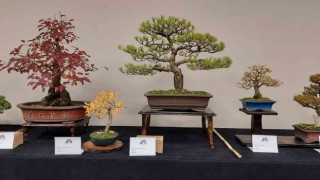 Yalovada Uluslararası Bonsai Sempozyumu düzenlenecek