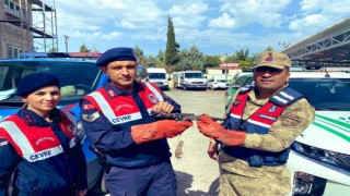 Yaralı bulunan atmaca koruma altına alındı