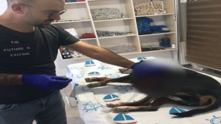 Yaralı köpek belediye ekipleri tarafından kurtarıldı