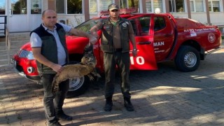 Yaralı puhu kuşu tedavi altına alındı