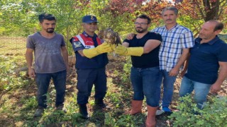 Yaralı şahin tedavi altına alındı
