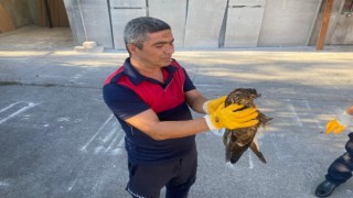 Yaralı şahini itfaiye kurtardı