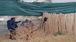 Yer çekimine karşı koyan kedi