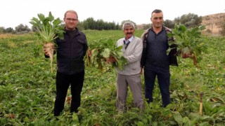 Yozgatta şekerpancarında 1 milyon 750 bin ton rekolte bekleniyor