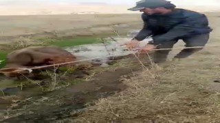 Yüksekovada bataklığa saplanan ineği itfaiye ekipleri kurtardı