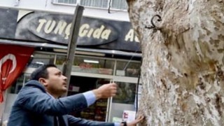 Yunan mezaliminin tanığı 500 yaşındaki çınar kimliklendirildi