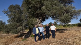 Yurt dışından gelen Zeytin dostu kentlerin heyeti Aydında ağırlandı