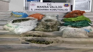 Zeytin hırsızlığına 4 gözaltı
