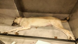 10 yavrunun annesi olan köpeğin zehirlenerek öldürüldüğü öne sürüldü