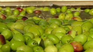 735 bin ton sofralık zeytin üretimi ile dünya rekoru Türkiyenin